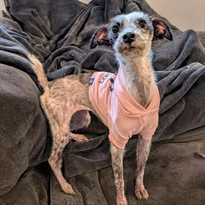 Cookie Possum thumbnail 3