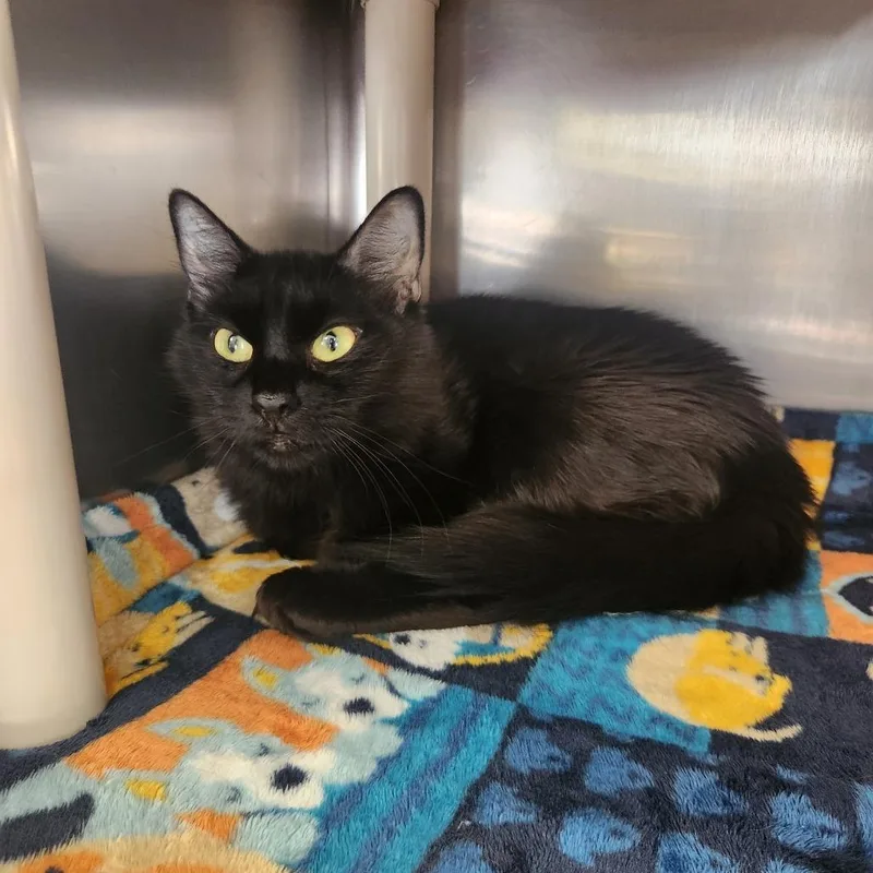 A young small-sized female Black Domestic Medium Hair cat named Lynne for adoption in Brockton, MA