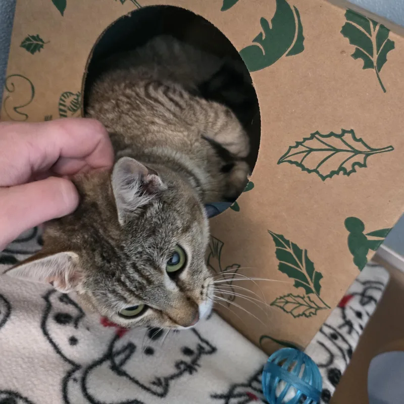 A young small-sized female Tabby (Buff / Tan / Fawn) Domestic Short Hair cat named Nutcracker for adoption in Renfrew, PA