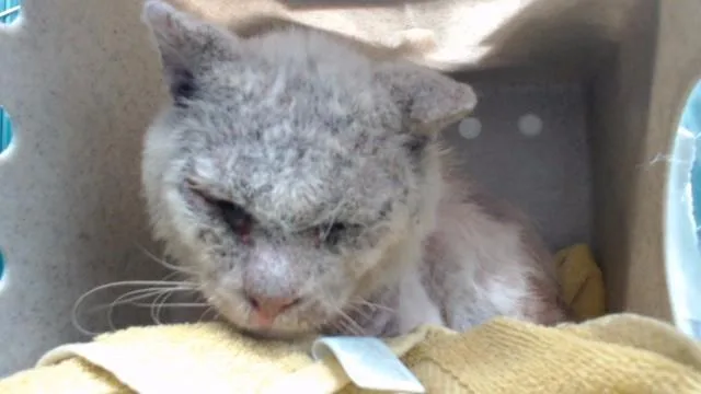 An adult large-sized male Domestic Short Hair cat named A for adoption in Downey, CA