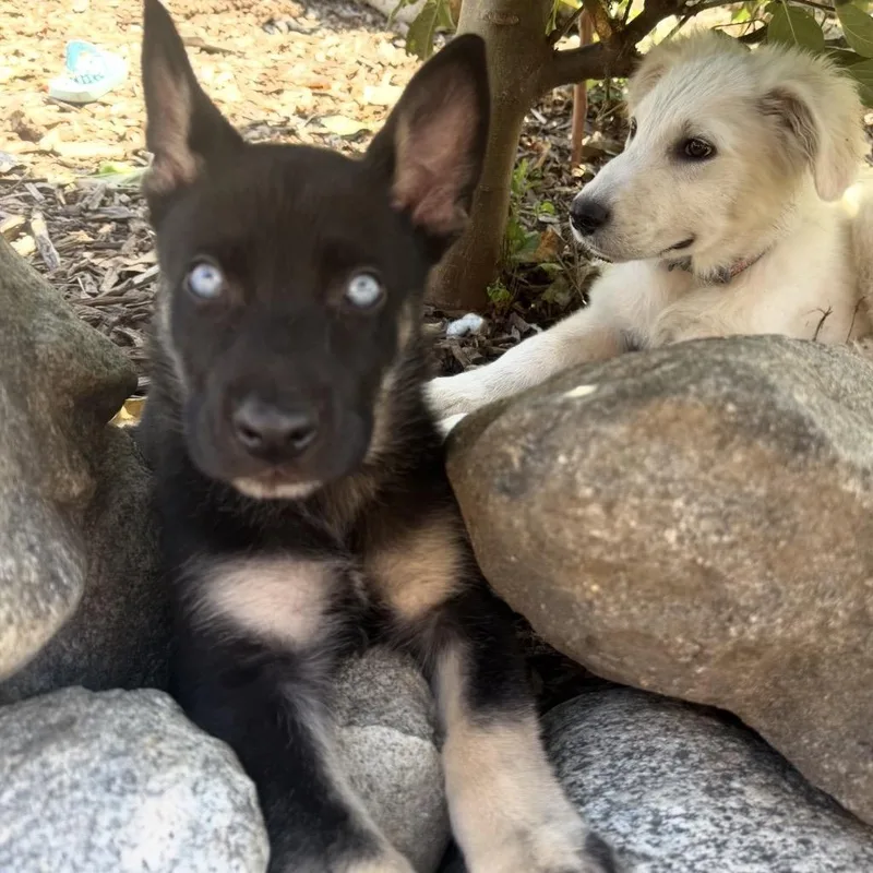 A baby medium-sized male Shepherd dog named Boone for adoption in Myakka City, FL