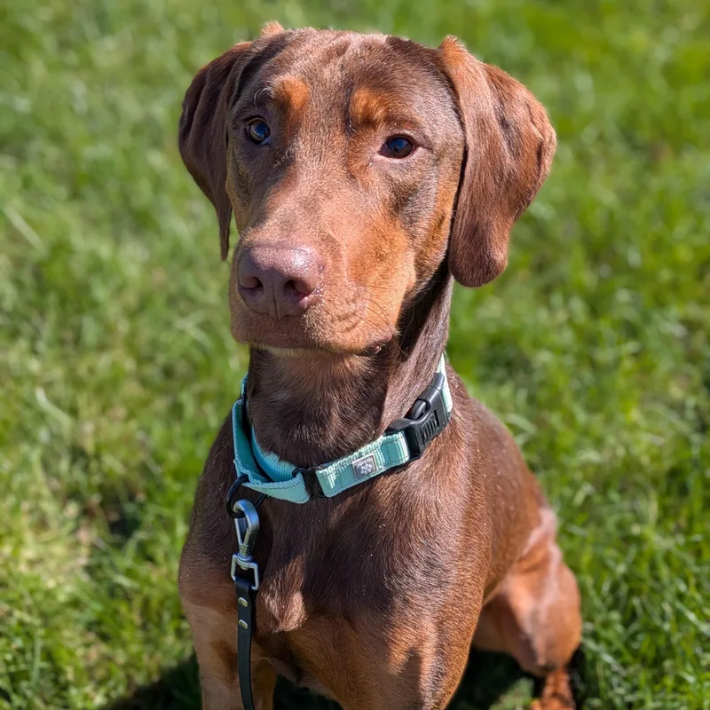 A young large-sized male Mixed Breed dog named Clarence for adoption in Syracuse, NY