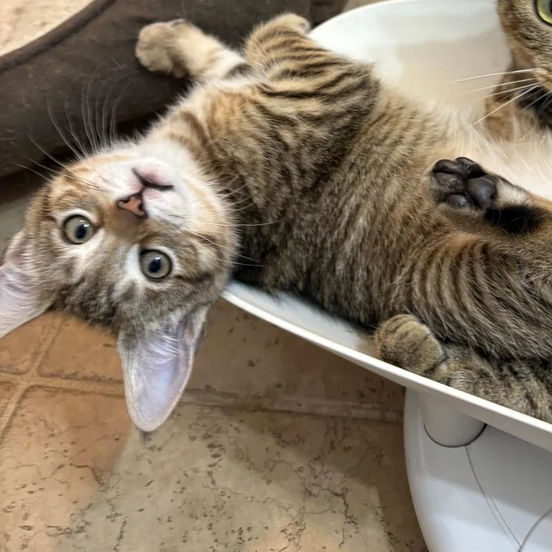 A baby small-sized male Orange / Red Domestic Short Hair cat named Sneezy for adoption in Hopkinton, MA