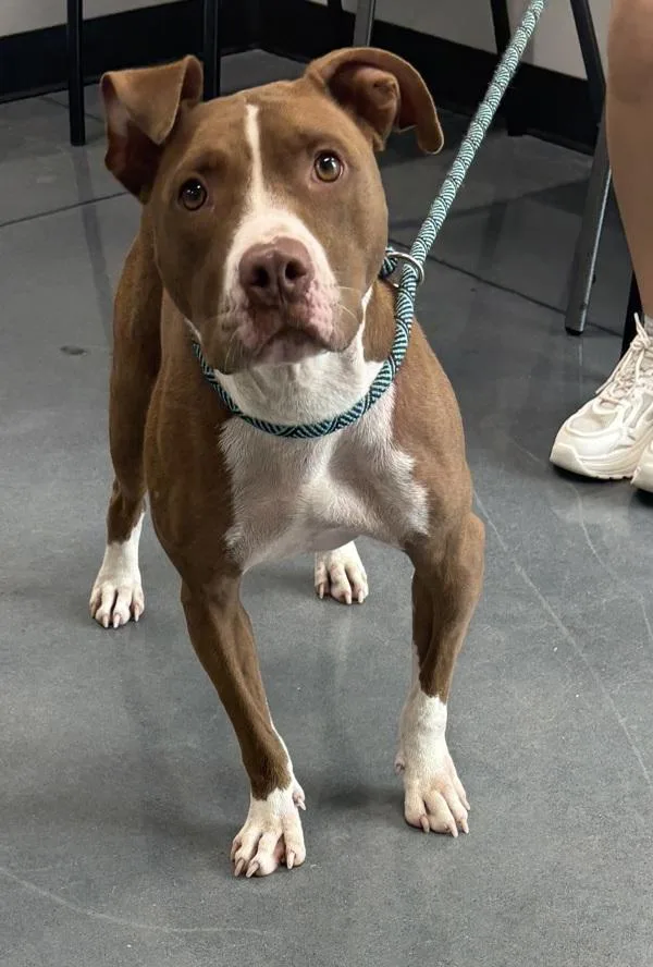 An adult medium-sized female Pit Bull Terrier dog named Pen Trinityzola for adoption in Lawrenceville, GA