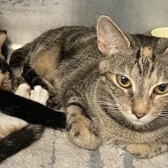 A young medium-sized female Torbie Domestic Short Hair cat named Merryweather for adoption in Port Charlotte, FL
