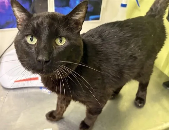 An adult medium-sized male Domestic Short Hair cat named Rascal for adoption in Pueblo, CO