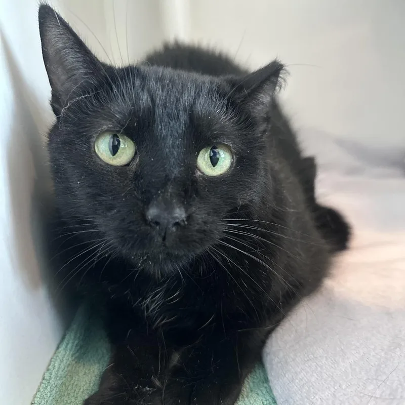 An adult medium-sized female Black Domestic Short Hair cat named Panther for adoption in Matteson, IL
