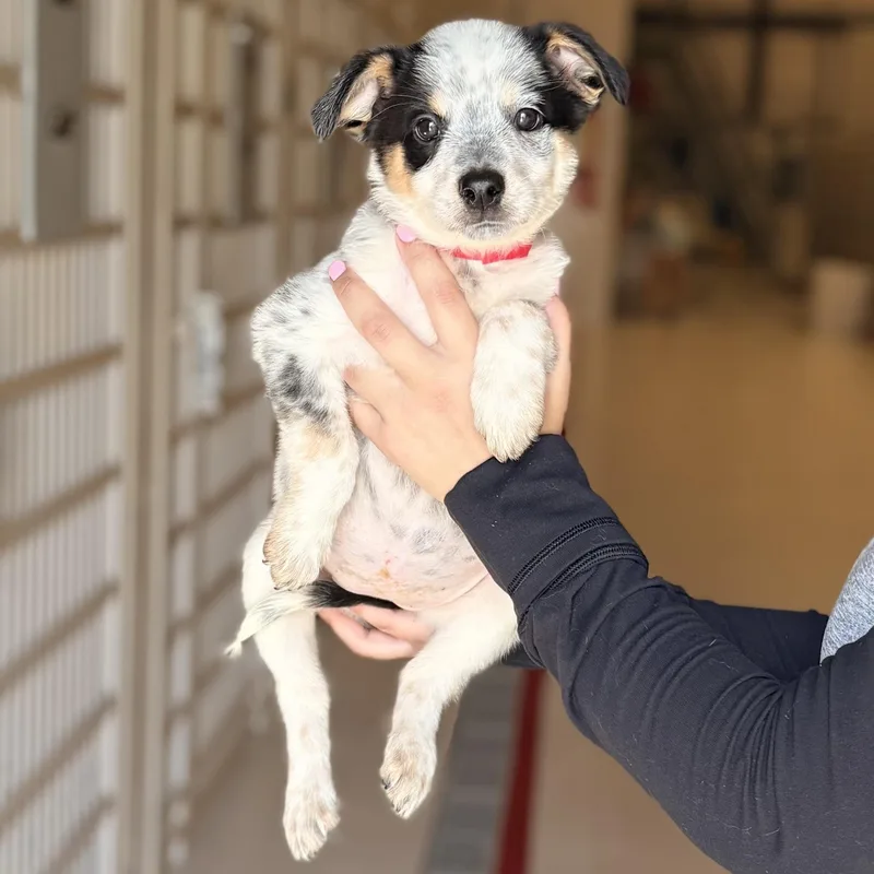 A baby medium-sized female Australian Cattle Dog / Blue Heeler dog named Apricot for adoption in Chicago, IL