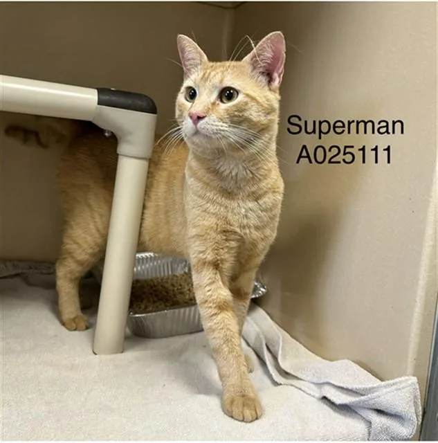 A young large-sized male Domestic Short Hair cat named Superman for adoption in Lincolnton, NC