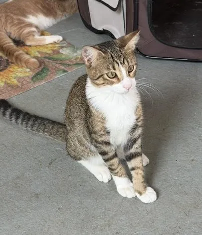A baby medium-sized male Tabby (Brown / Chocolate) Domestic Short Hair cat named Max Riley Fuzzell Petsmart for adoption in Spring, TX