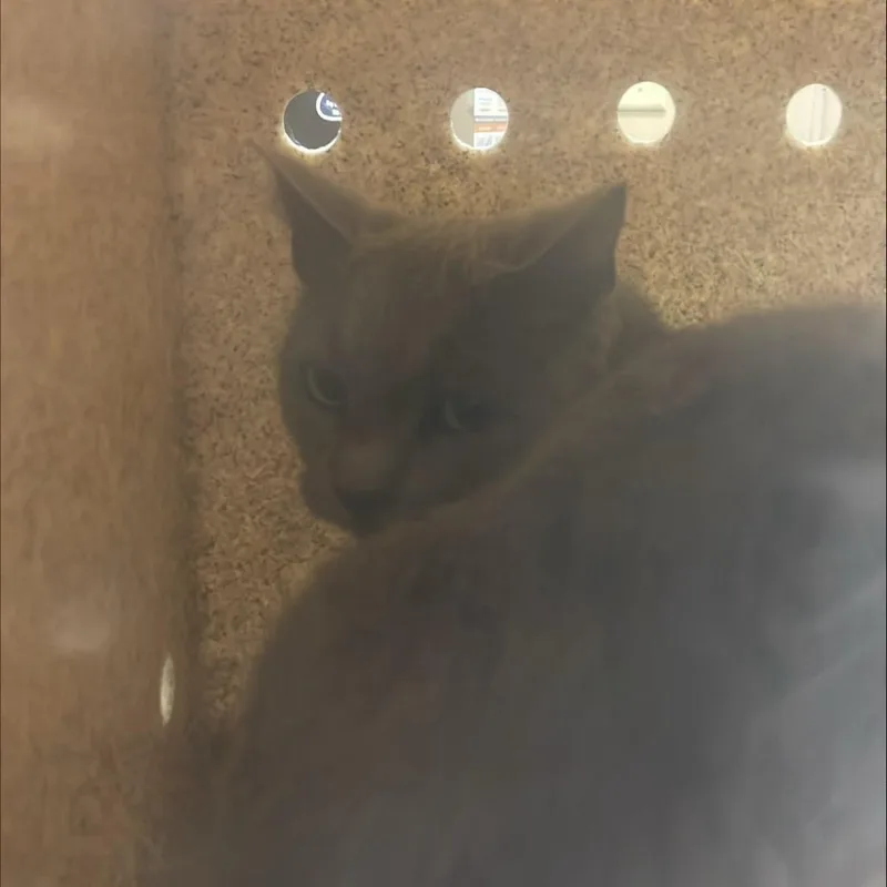 A young medium-sized female Domestic Short Hair cat named Dory for adoption in Tacoma, WA