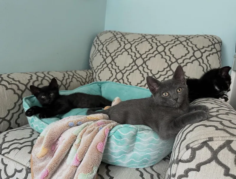A baby small-sized female Black Domestic Short Hair cat named Replay for adoption in Staten Island, NY