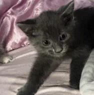 A baby small-sized male Domestic Short Hair cat named Son Son for adoption in West Chester, PA