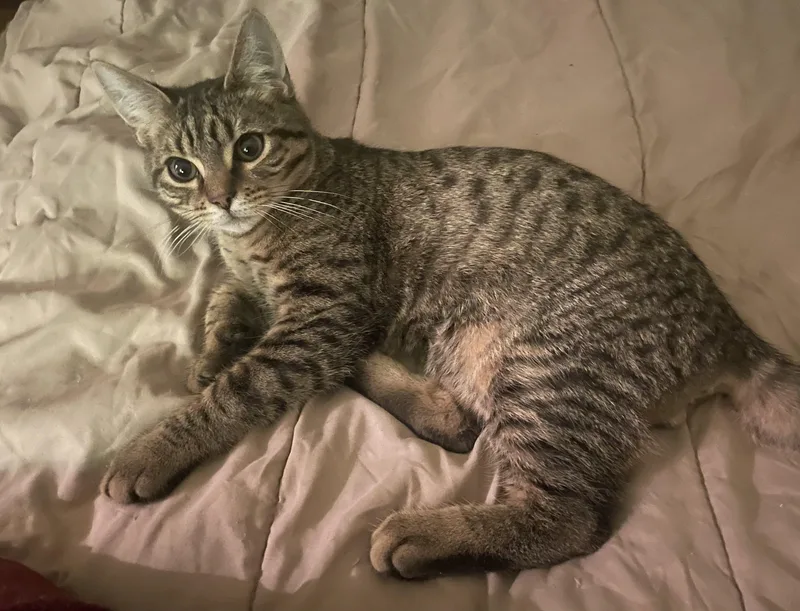 A young medium-sized male Domestic Short Hair cat named Timmy for adoption in Troy, NY
