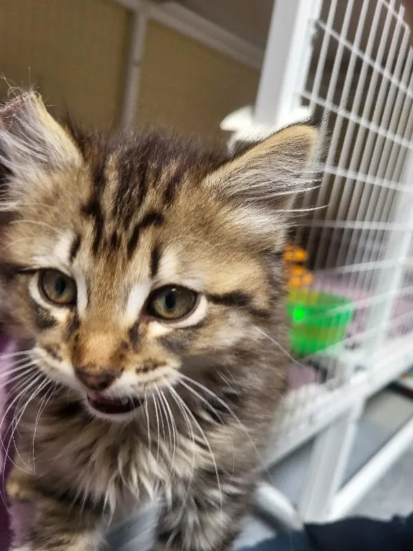A baby medium-sized male Domestic Long Hair cat named Nathaniel for adoption in Diamond Springs, CA