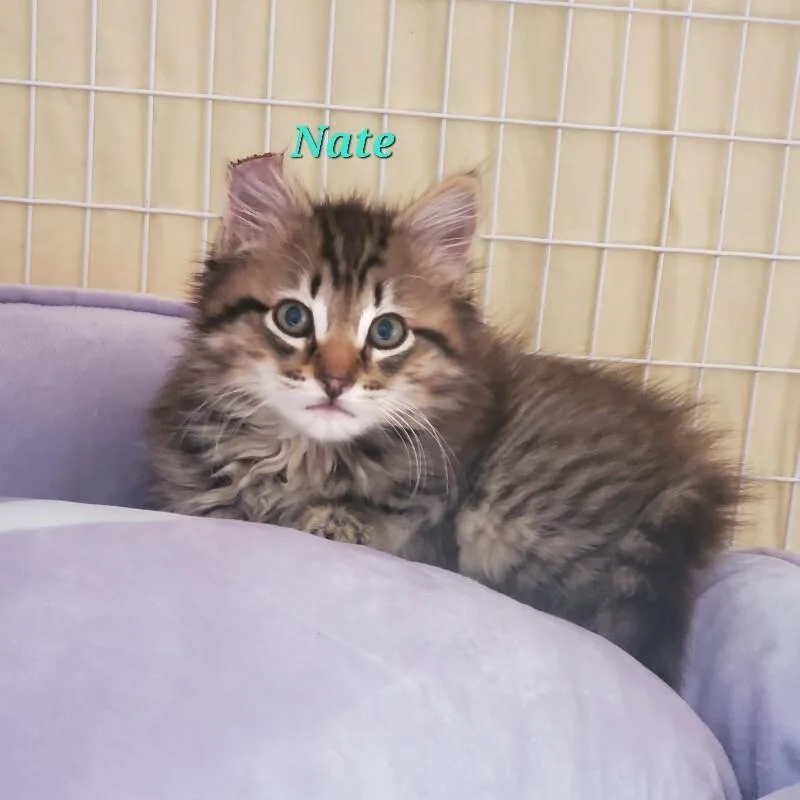 Nathaniel thumbnail 2