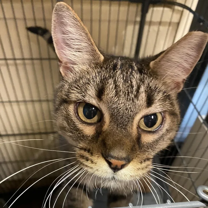 An adult large-sized female Domestic Short Hair cat named Annie for adoption in Tempe, AZ