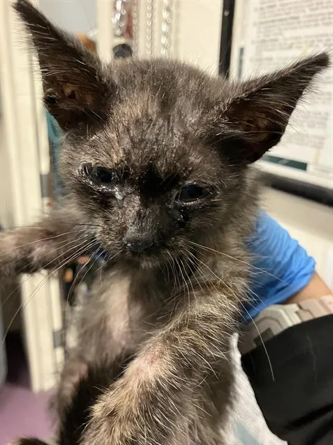 A baby small-sized female Domestic Short Hair cat named Sweetie Pie for adoption in Long Beach, CA