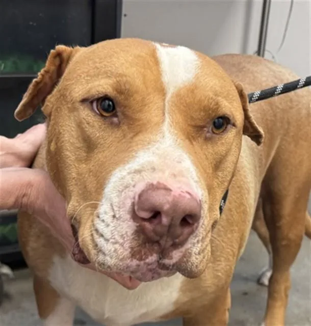 An adult medium-sized male Pit Bull Terrier dog named Kilo for adoption in Tucson, AZ