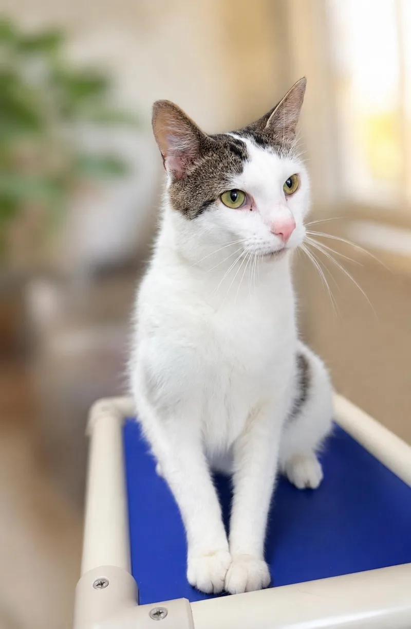An adult large-sized male Black & White / Tuxedo Domestic Short Hair cat named ElliotWillow Grove for adoption in Greenville, DE