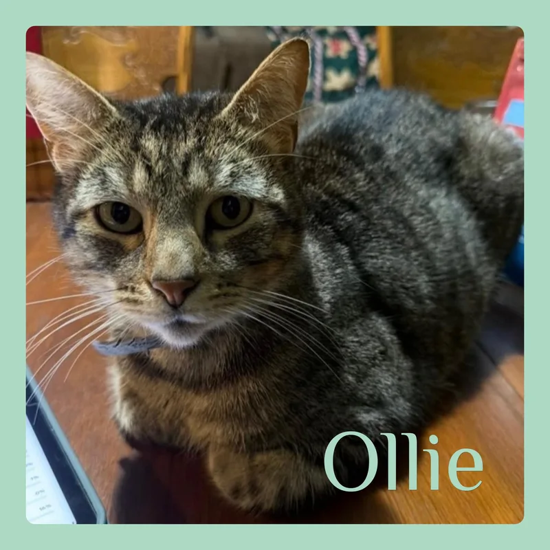 A young medium-sized male Tabby (Brown / Chocolate) Tabby cat named Ollie for adoption in Lawton, OK