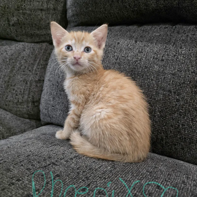 A baby medium-sized female Tabby (Orange / Red) Domestic Short Hair cat named Phoenix for adoption in Moriches, NY