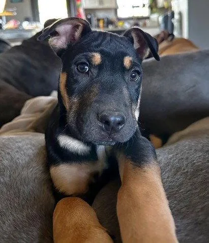 A baby medium-sized male Pit Bull Terrier dog named Asher for adoption in Evergreen, CO