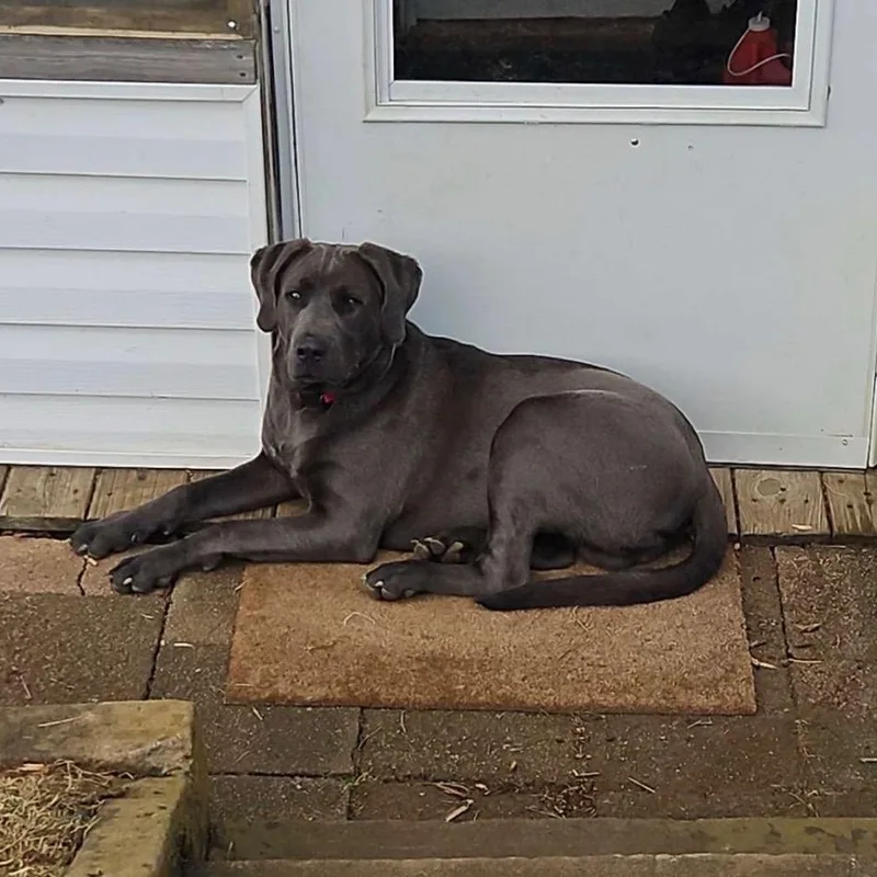 An adult large-sized male Labrador Retriever dog named Bowser Community Post for adoption in Floyd, VA