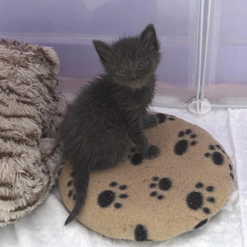 A baby small-sized female Domestic Short Hair cat named Catbug for adoption in Keizer, OR