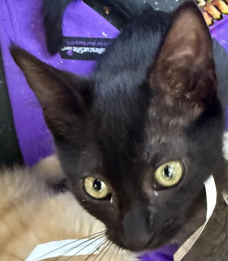 A baby medium-sized female Black Domestic Short Hair cat named Tinkerbelle for adoption in Oceanside, CA