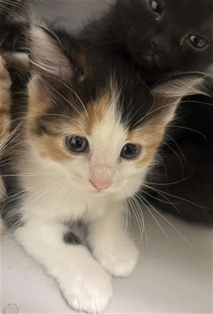 A baby medium-sized female Domestic Short Hair cat named Juju for adoption in Dallas, TX