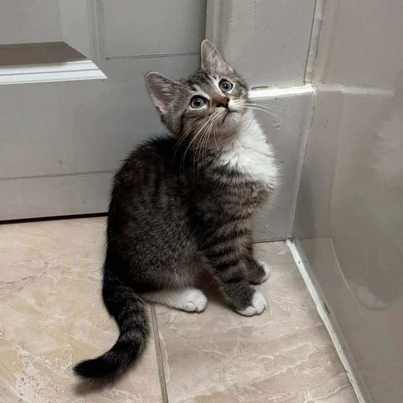 A baby small-sized male Gray / Blue / Silver Domestic Short Hair cat named Meowth for adoption in Gibsonia, PA