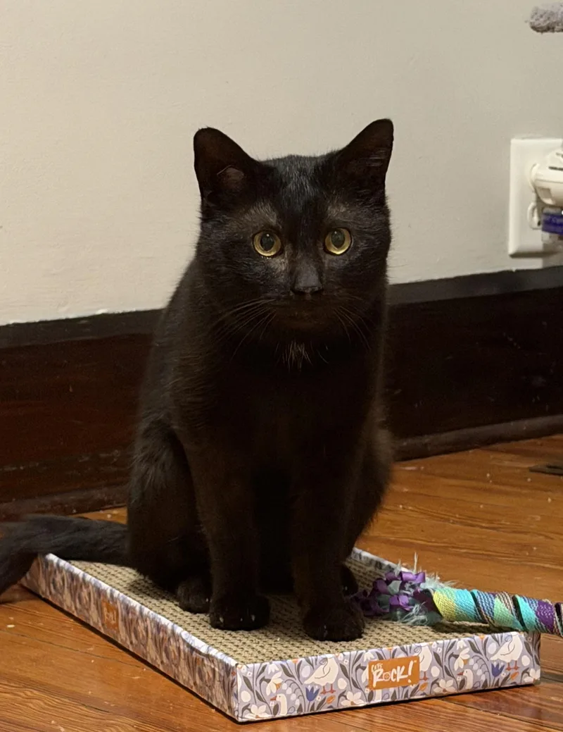 A young small-sized male Black Domestic Short Hair cat named Willy for adoption in Fishers, IN