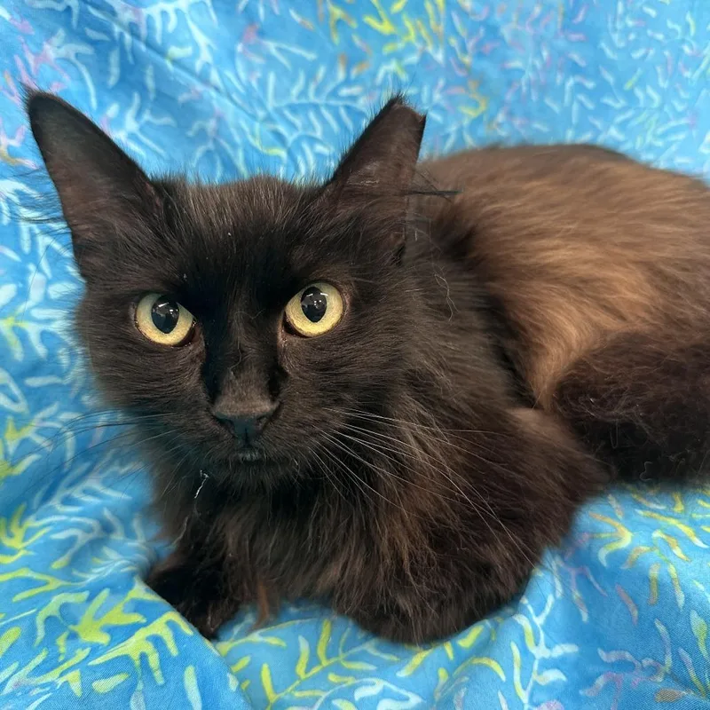 Princess thumbnail 2