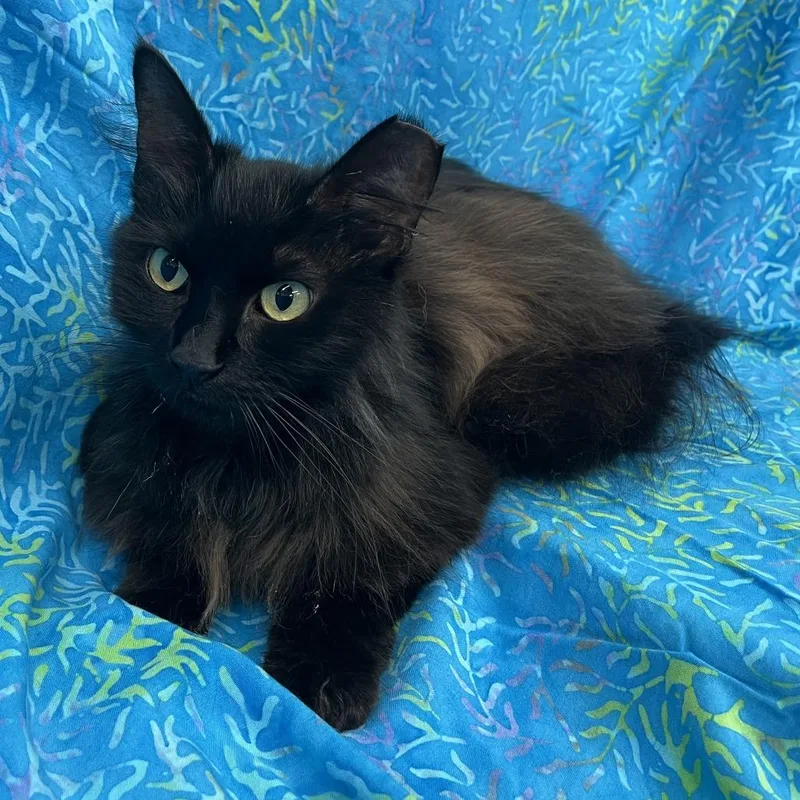 Princess thumbnail 4