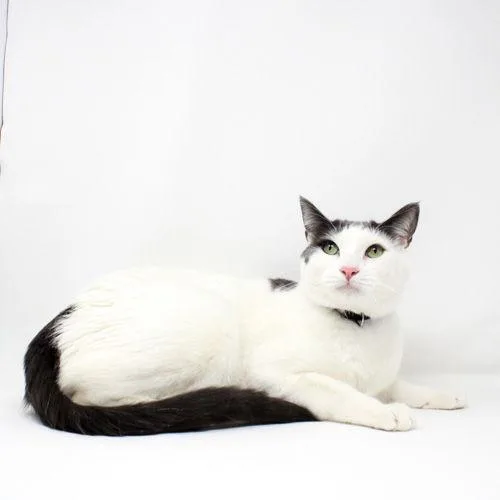 A baby medium-sized male Gray & White Domestic Short Hair cat named Aragorn for adoption in Florence, AZ