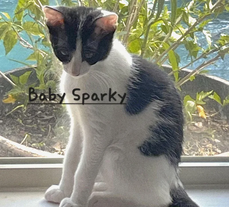 A young medium-sized male Black & White / Tuxedo Domestic Short Hair cat named Baby Sparky Litterof for adoption in Houston, TX
