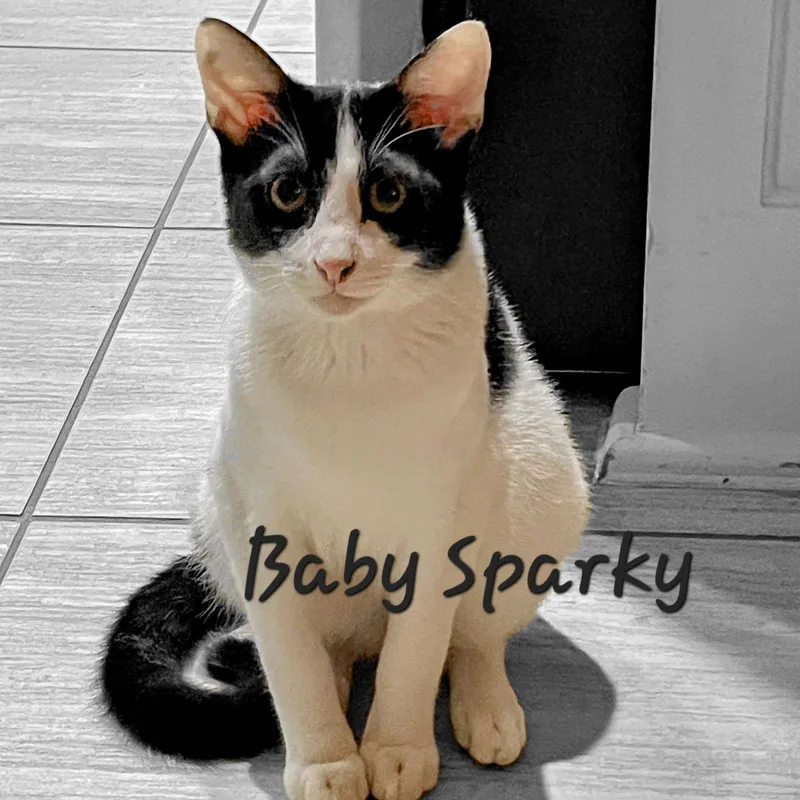 Baby Sparky Litterof thumbnail 2