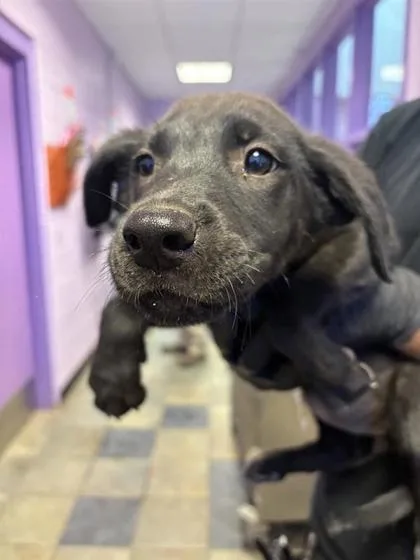 A baby medium-sized female Black German Shepherd Dog dog named 61095710 for adoption in El Paso, TX