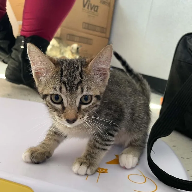 A baby small-sized male Gray / Blue / Silver Domestic Short Hair cat named Clove for adoption in St. Helena, CA