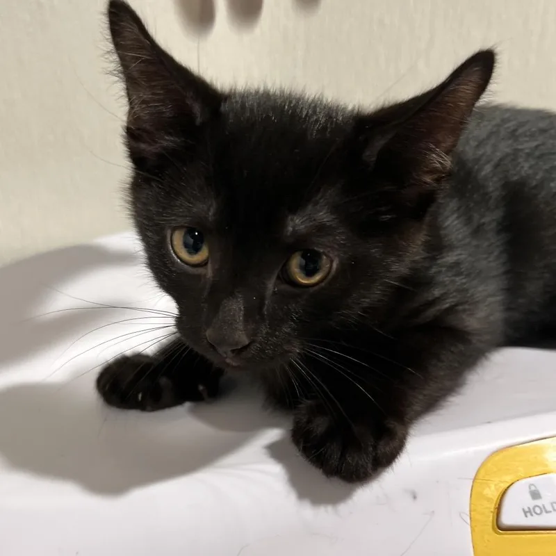 A baby small-sized male Black Domestic Short Hair cat named Boomer for adoption in Tampa, FL
