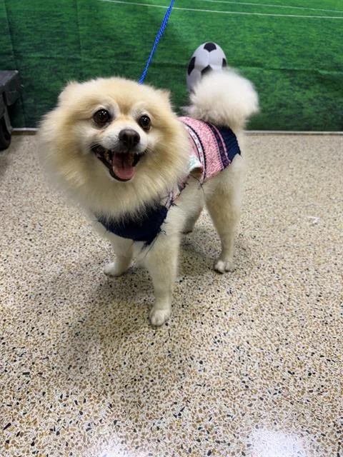 An adult small-sized male Pomeranian dog named Coquito for adoption in Miami, FL