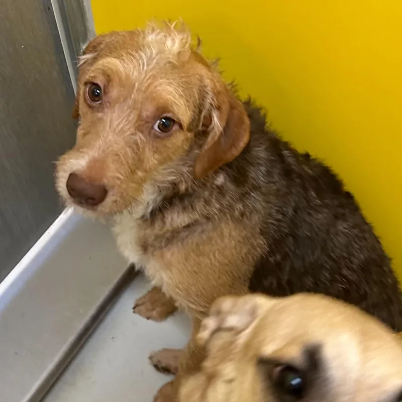 A young small-sized male Airedale Terrier dog named Perry for adoption in Boulder, CO