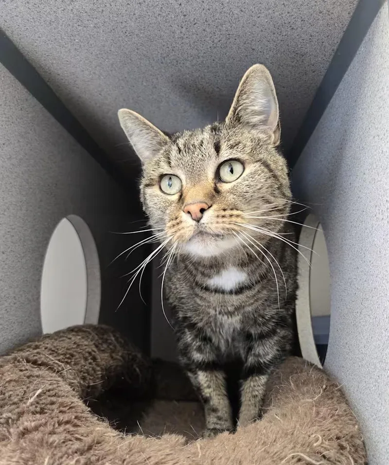 An adult large-sized female Domestic Short Hair cat named Chloe for adoption in Gardnerville, NV