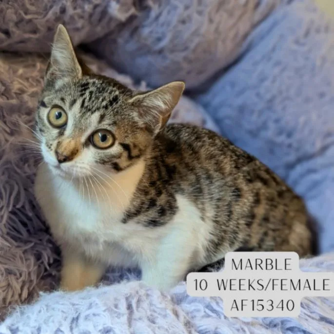 A young medium-sized female Tabby (Brown / Chocolate) Domestic Short Hair cat named Marble for adoption in Supply, NC