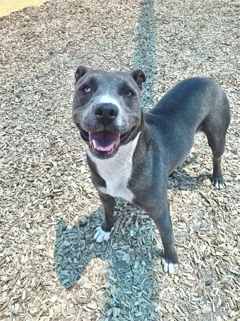 A young medium-sized female Pit Bull Terrier dog named Emerald Jade for adoption in Albuquerque, NM