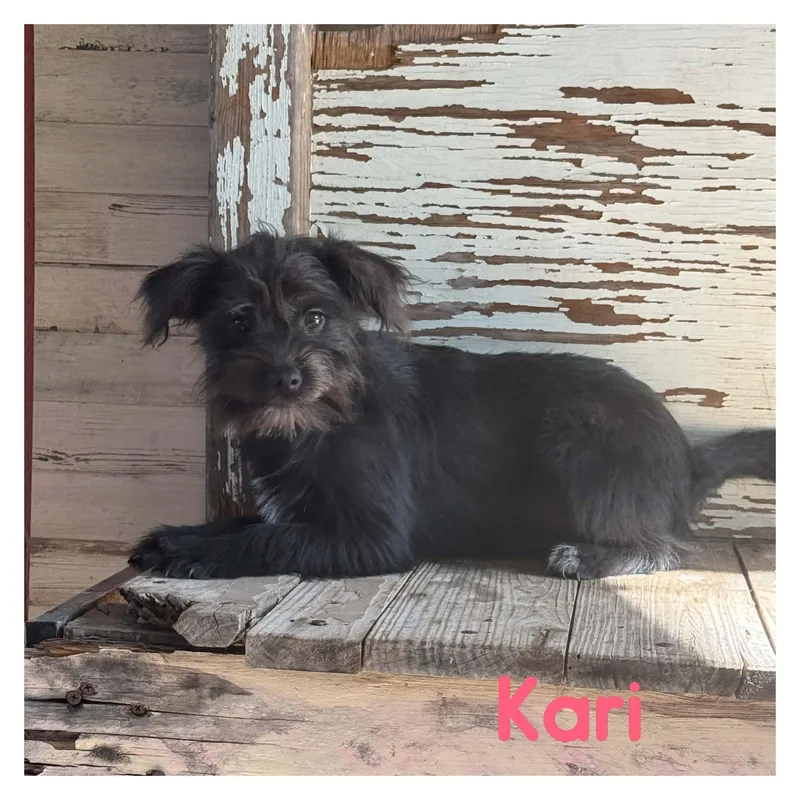 Kari