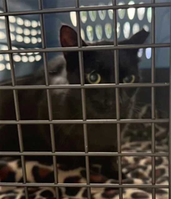 An adult medium-sized male Domestic Short Hair cat named Lil Dipper for adoption in Palmetto, FL