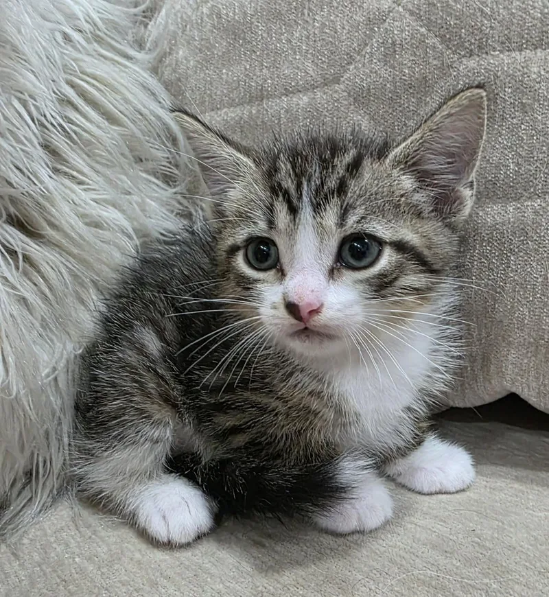 Milo