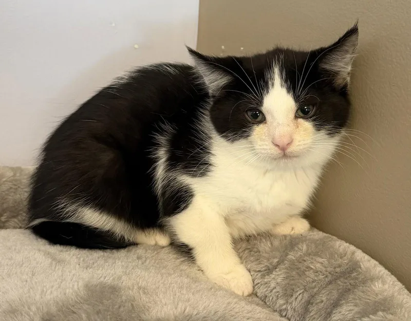 A young medium-sized male Black & White / Tuxedo Domestic Short Hair cat named Chili for adoption in Elkins, WV